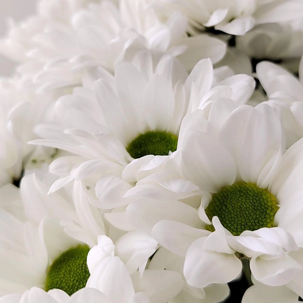 Букет «Ромашка» – 9 белоснежных хризантем в деревенском стиле Вытегра Вологодская область