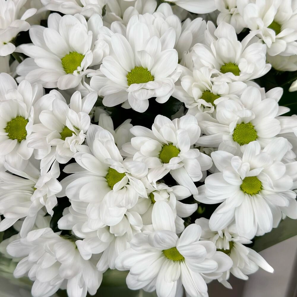 Букет «Мечты о лете» – свежесть белых хризантем Вытегра Вологодская область