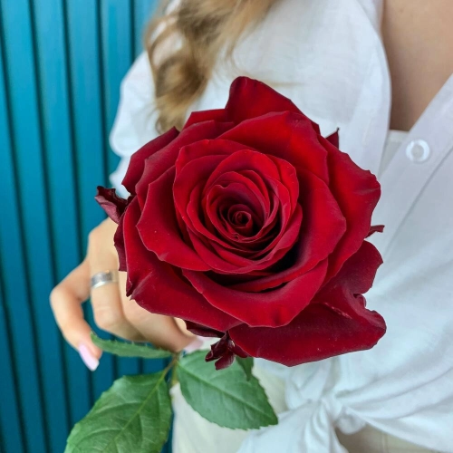 Комплимент из красной эквадорской розы – минимализм роскоши Вытегра Вологодская область
