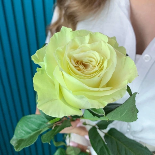 Комплимент из белой эквадорской розы – элегантность в каждом лепестке Вытегра Вологодская область