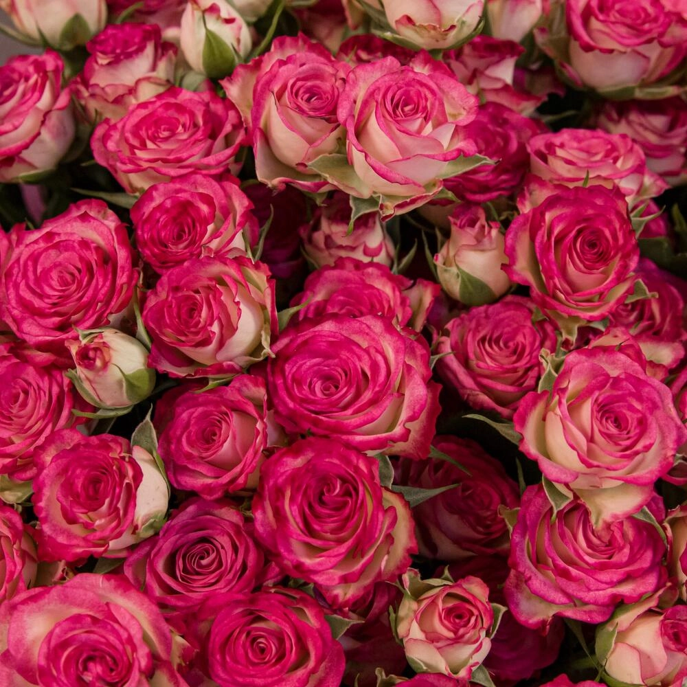 Букет «Розовый бум» – пышные кустовые розы в нежно-розовых тонах Вытегра Вологодская область