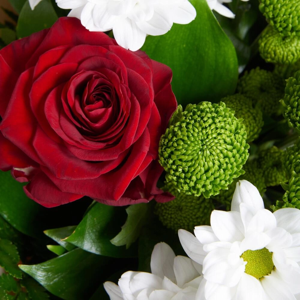 Букет «Настроение» – гармония красных эквадорских роз и нежных хризантем Вытегра Вологодская область