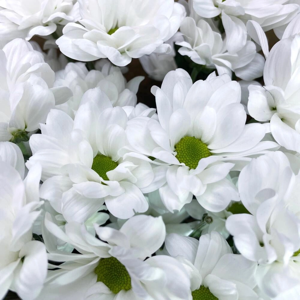 Букет из 5 белых хризантем в крафте – лаконичная элегантность Вытегра Вологодская область