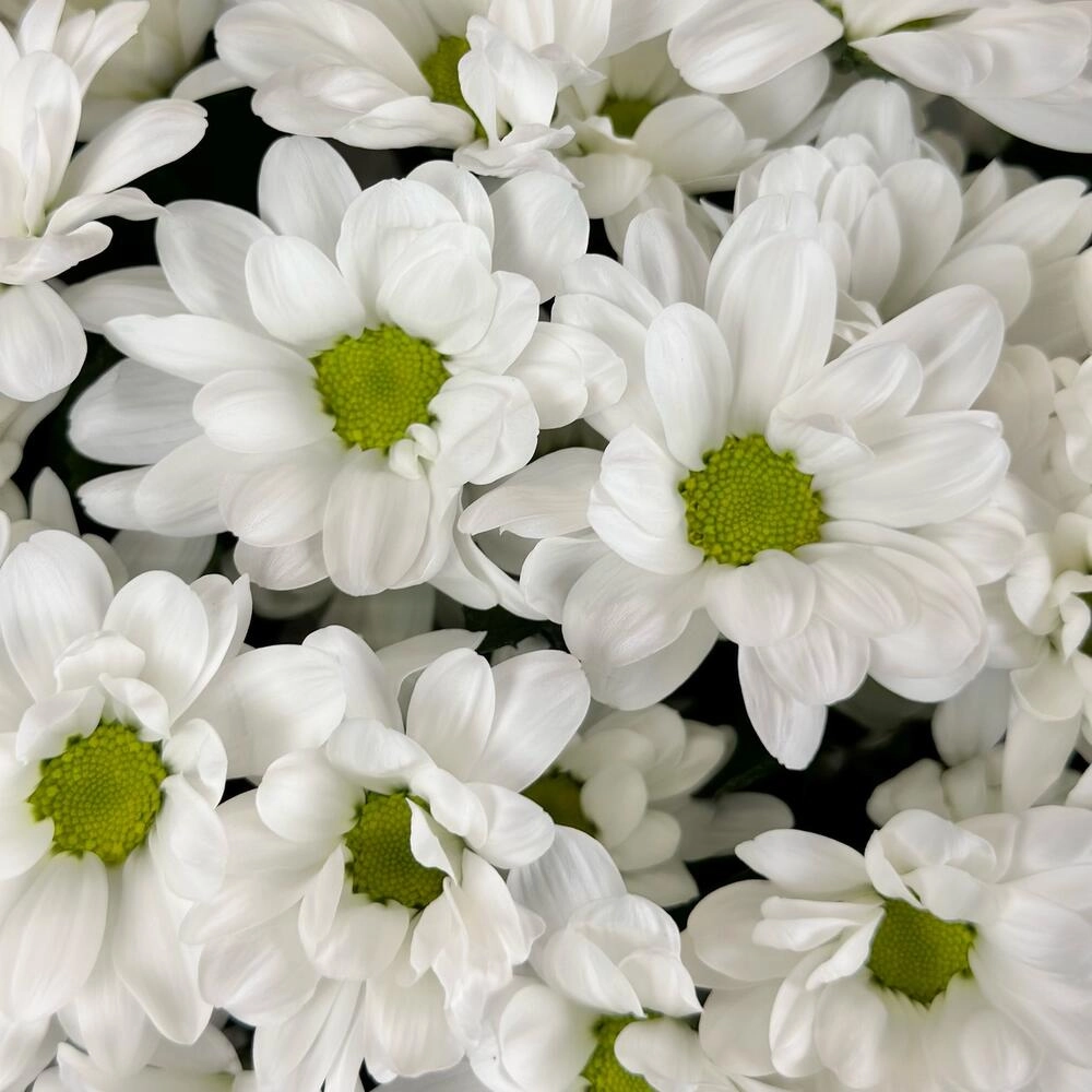 Букет «Мечты о лете» – свежесть белых хризантем Вытегра Вологодская область