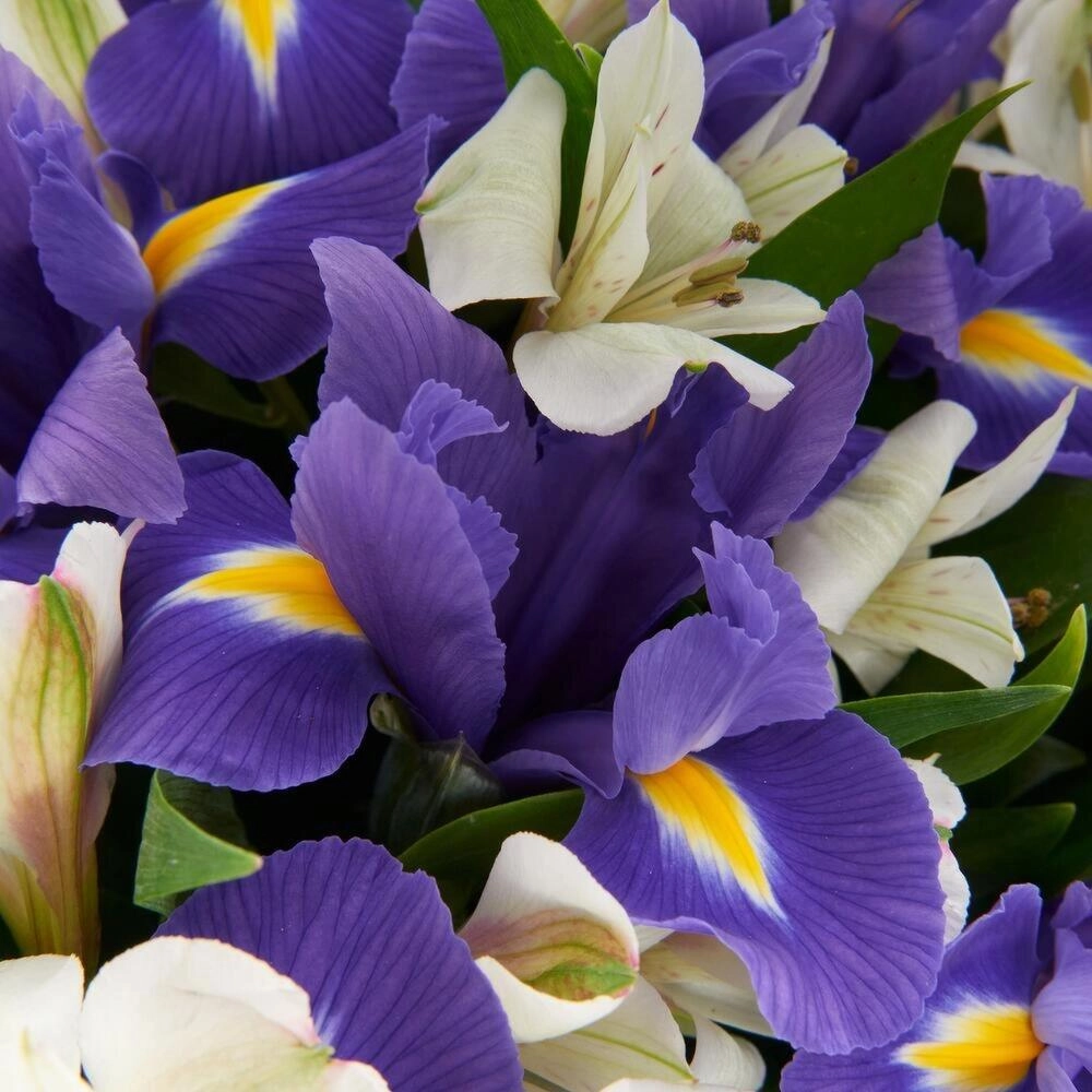 Букет «Вечернее дыхание»  – загадочная гармония синих ирисов и белых альстромерий Вытегра Вологодская область