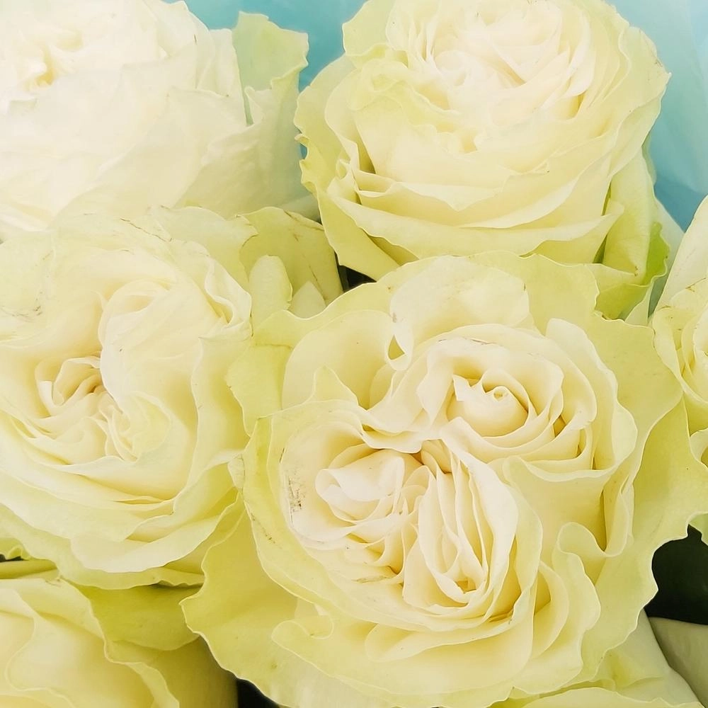 Букет «Кружевное облачко» – 11 белоснежных роз в нежной упаковке Вытегра Вологодская область