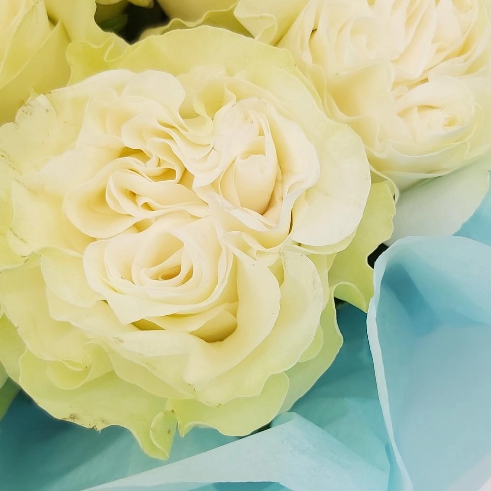 Букет «Кружевное облачко» – 11 белоснежных роз в нежной упаковке Вытегра Вологодская область