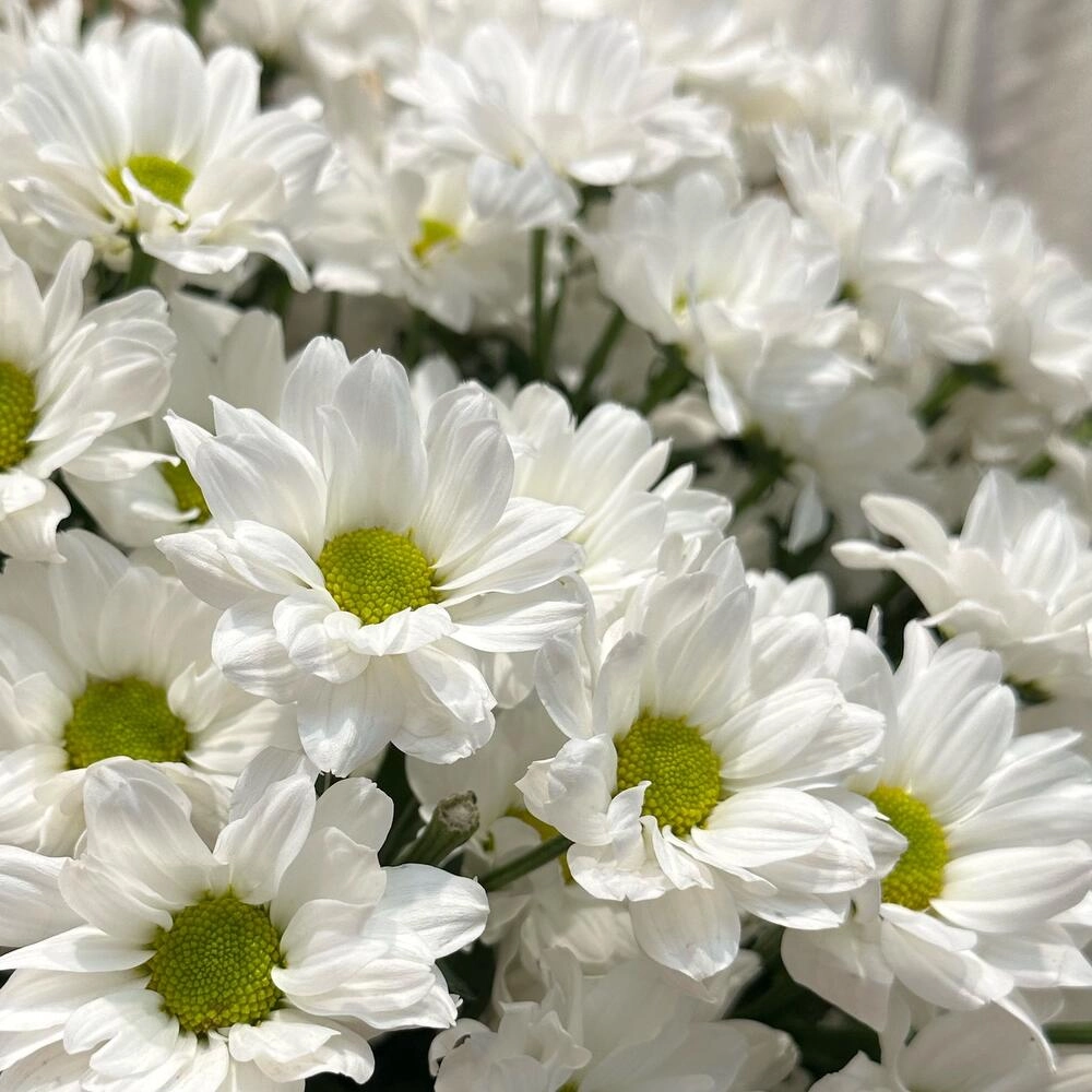 Букет «Летняя свежесть» – дыхание лета в белых хризантемах Вытегра Вологодская область