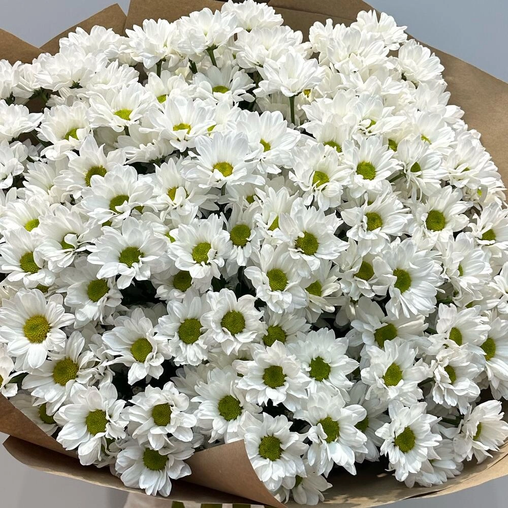 Букет «21 ромашка» – нежные белые кустовые хризантемы в натуральном стиле Вытегра Вологодская область