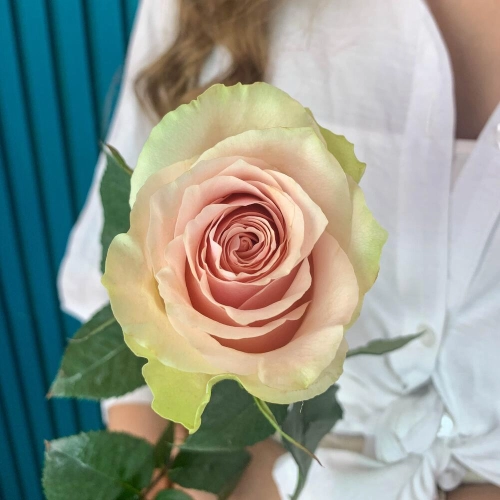 Комплимент из розовой эквадорской розы – минимализм роскоши Вытегра Вологодская область