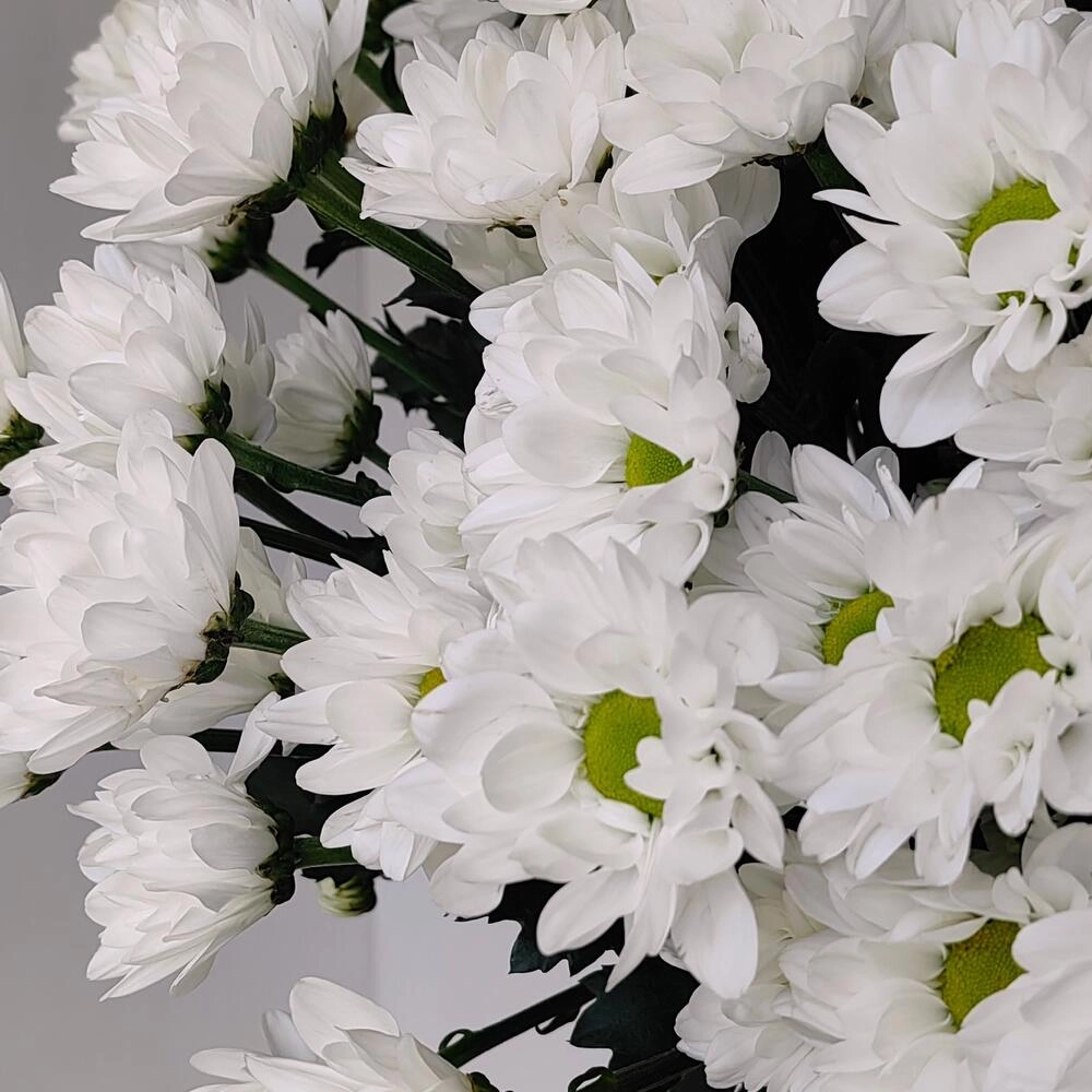 Букет «Ромашка» — свежесть белых хризантем в деревенском стиле Вытегра Вологодская область