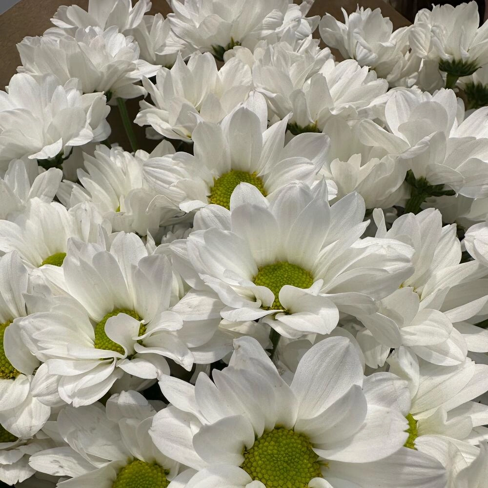 Букет «21 ромашка» – нежные белые кустовые хризантемы в натуральном стиле Вытегра Вологодская область