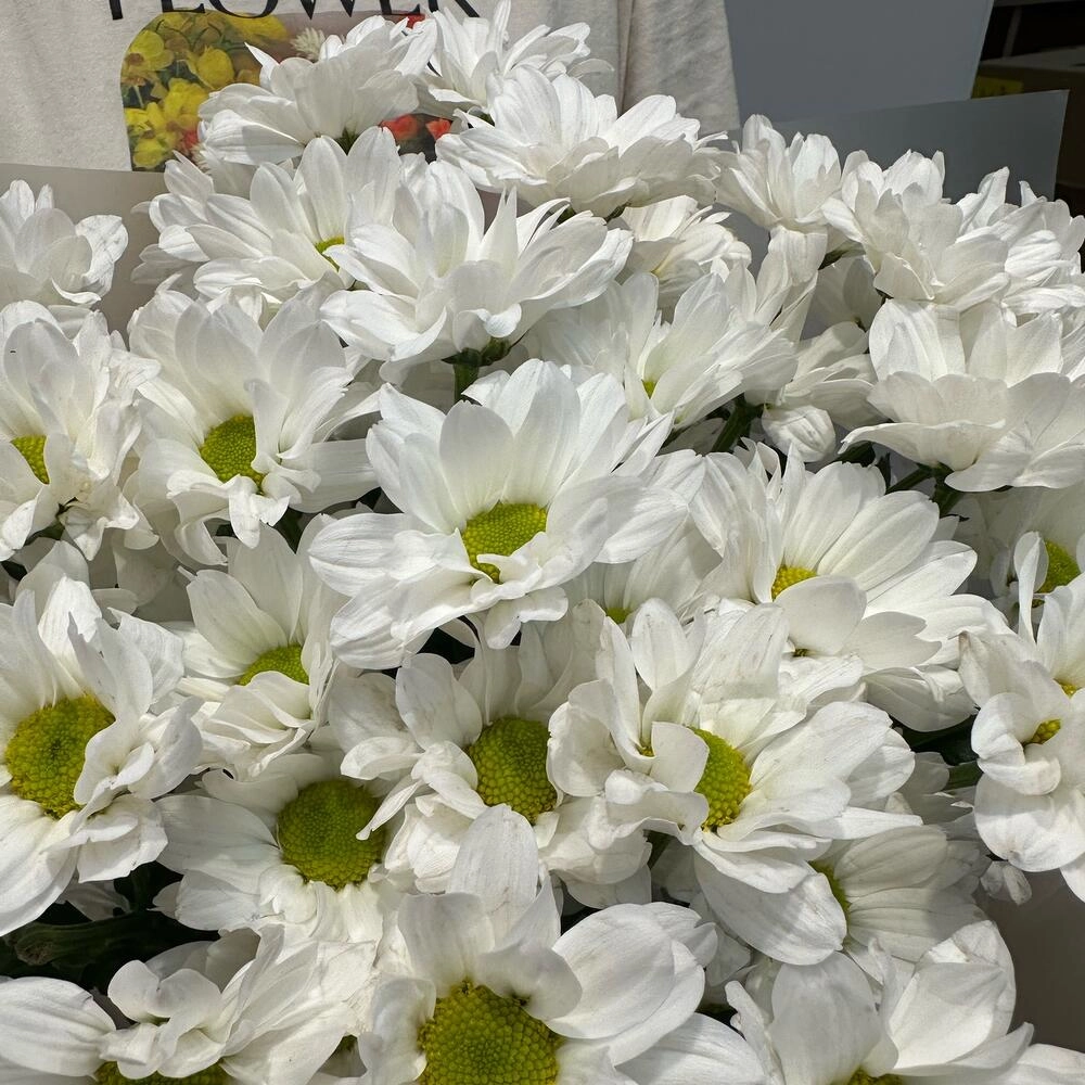 Букет «Летнее настроение» – свежесть белых хризантем Вытегра Вологодская область