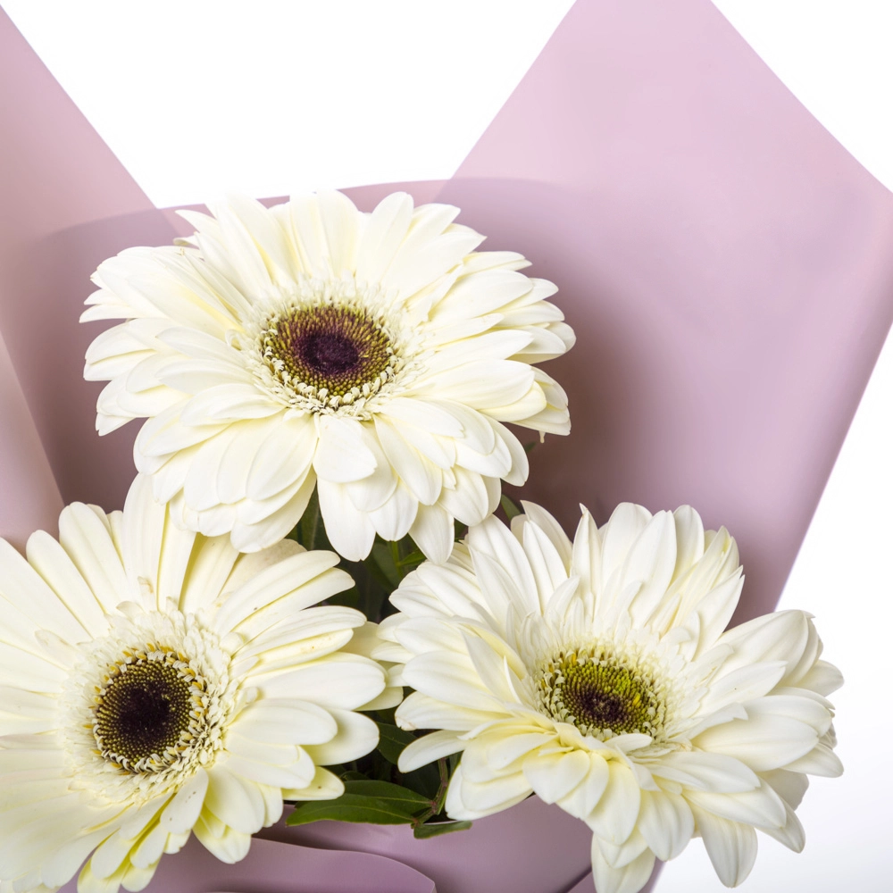 Нежный букет из 3 белых гербер – символ искренности и света Вытегра Вологодская область