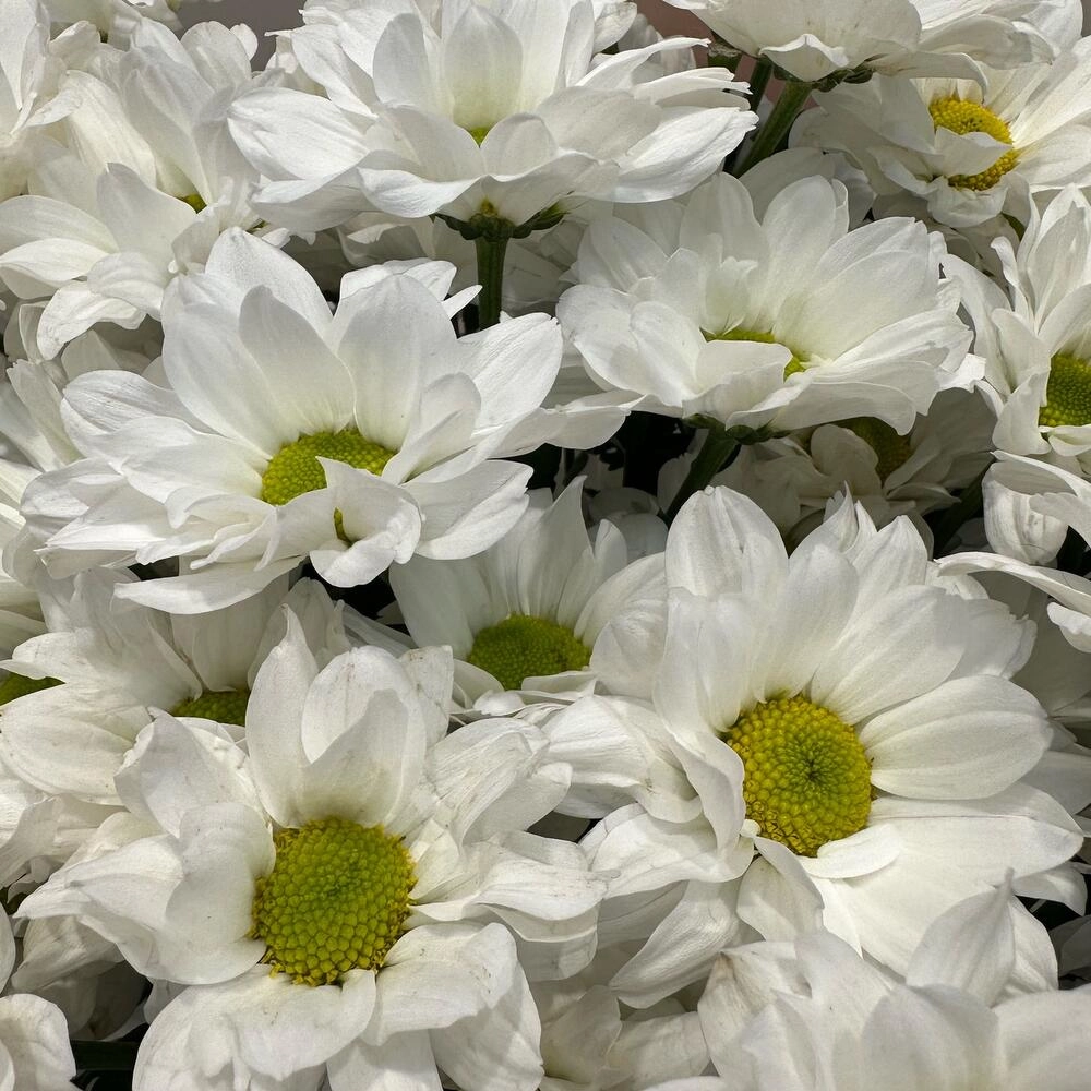 Букет «Летнее настроение» – свежесть белых хризантем Вытегра Вологодская область