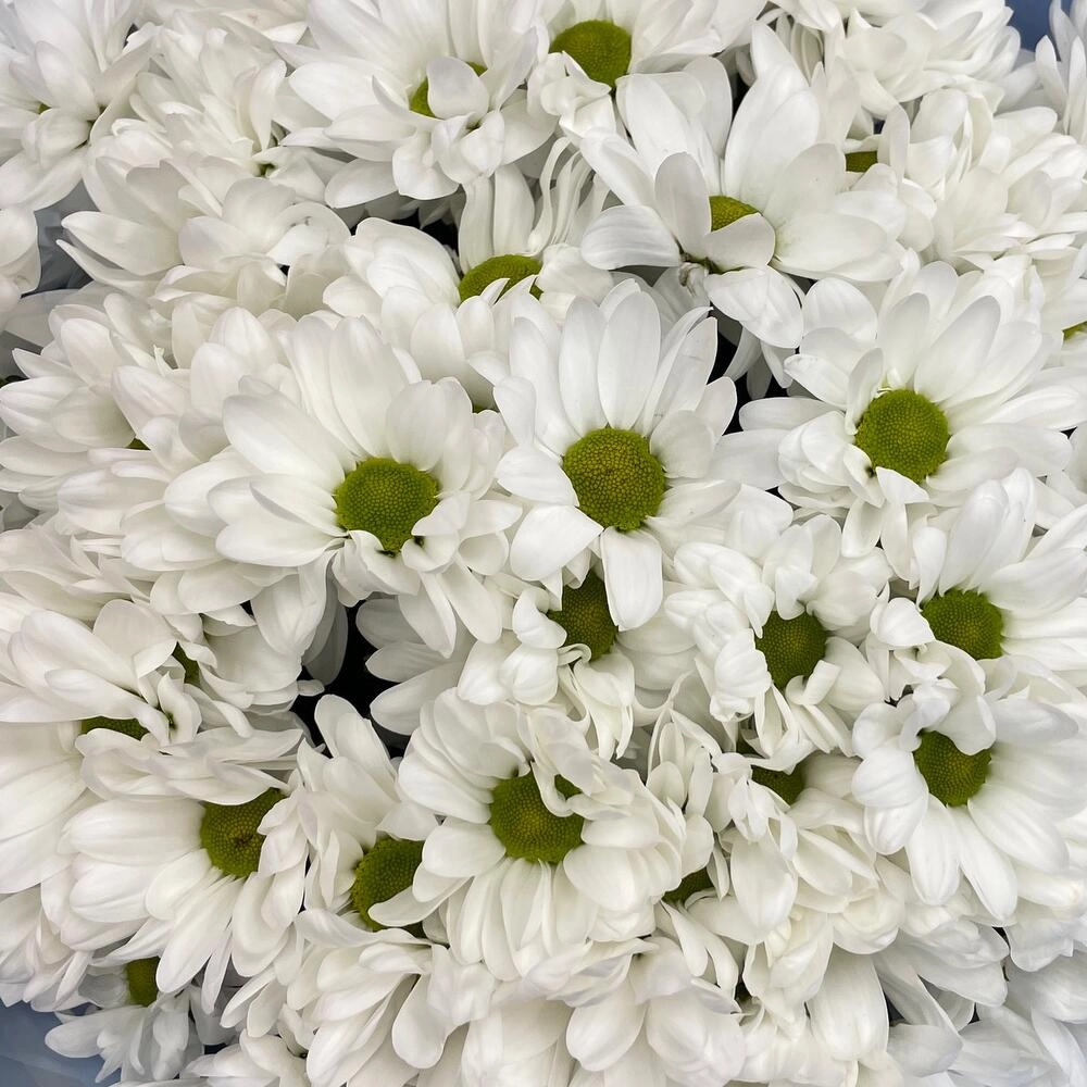 Букет «Ромашковое поле» – свежесть белых хризантем Вытегра Вологодская область