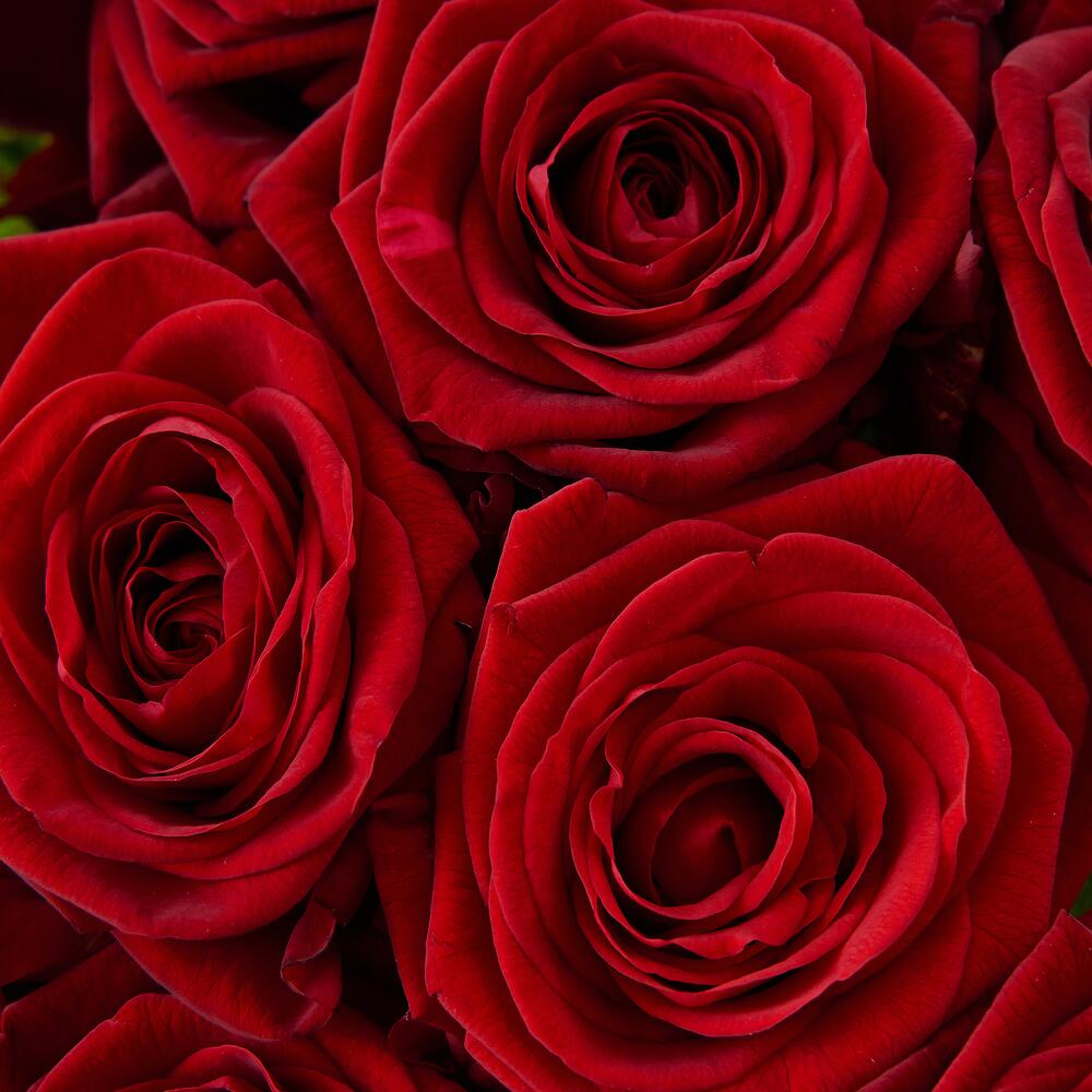 Роскошный букет из 21 красной розы – воплощение искренних чувств Вытегра Вологодская область