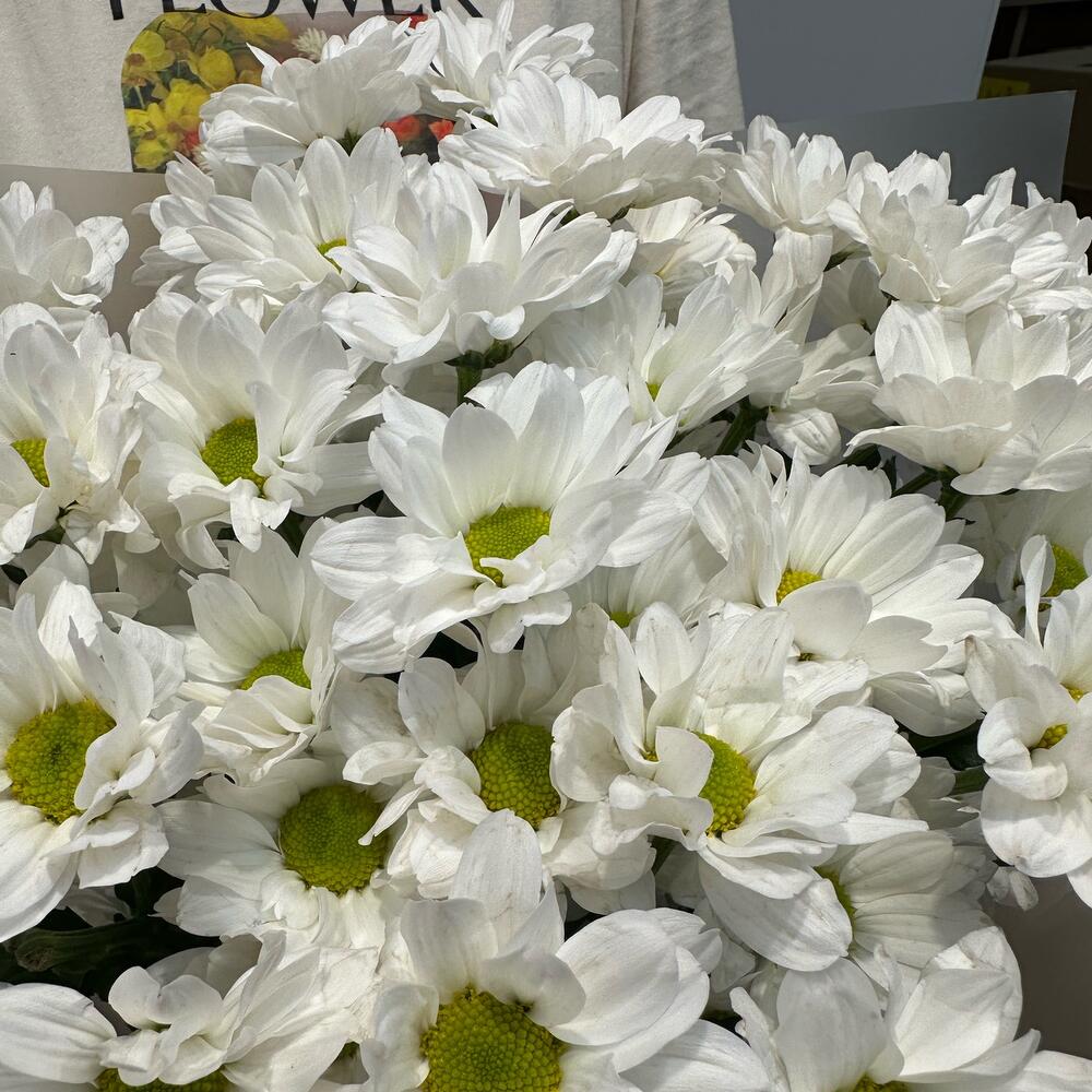 Букет «Летнее настроение» – свежесть белых хризантем Вытегра Вологодская область