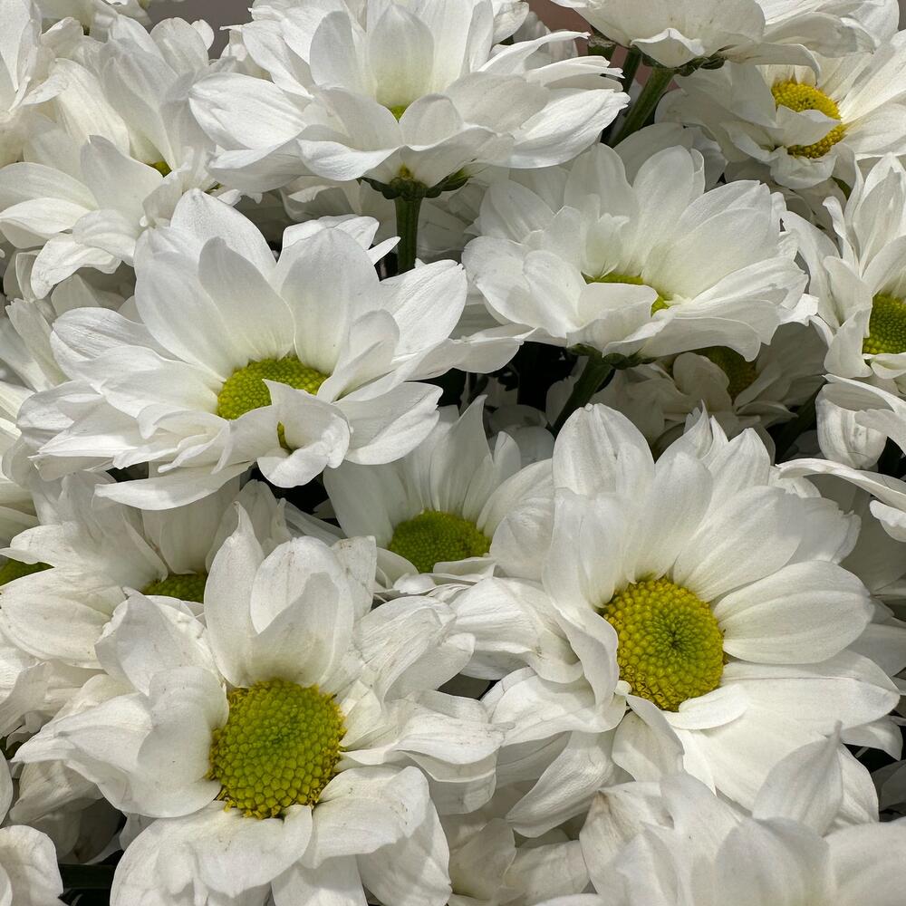 Букет «Летнее настроение» – свежесть белых хризантем Вытегра Вологодская область