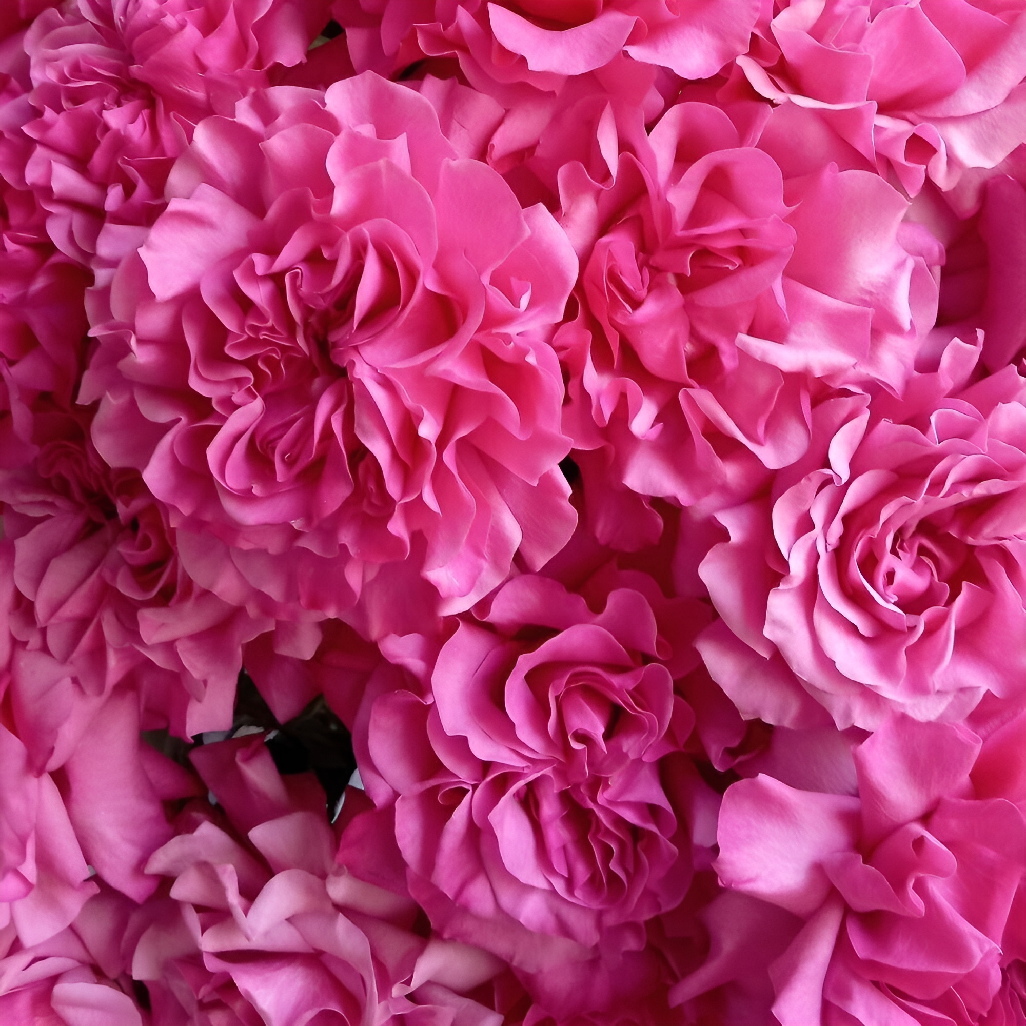 Роскошный букет из пионовидных роз – королевский подарок Вытегра Вологодская область