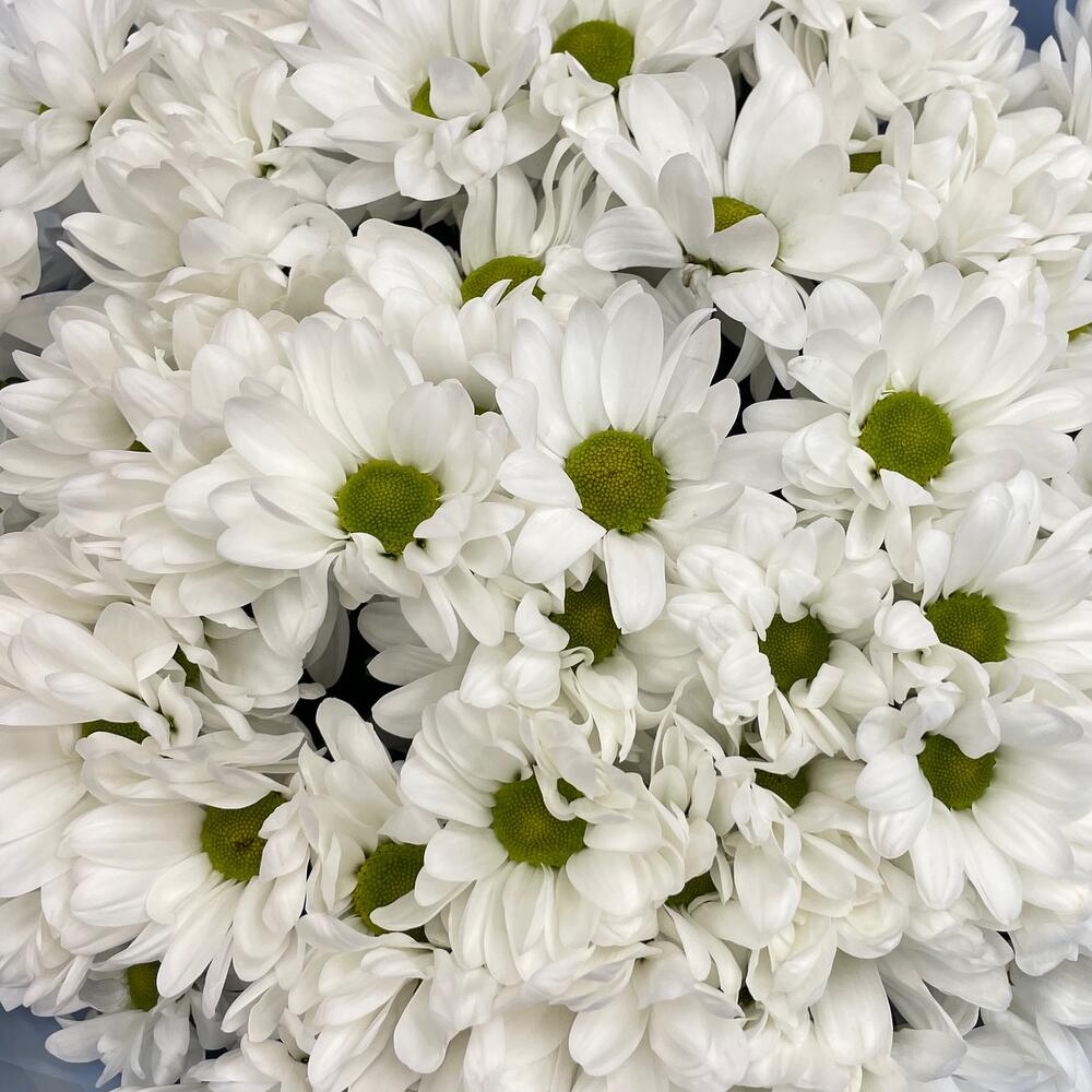 Букет «Ромашковое поле» – свежесть белых хризантем Вытегра Вологодская область